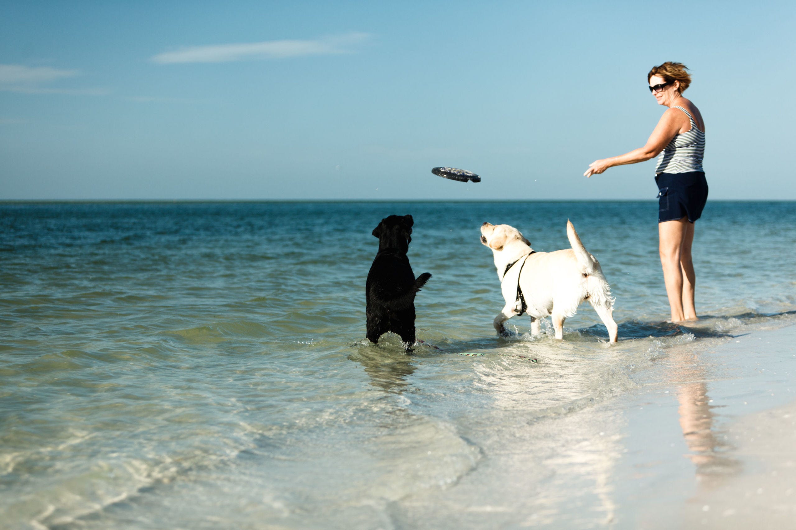 dog friendly beaches galveston dog friendly beaches galveston